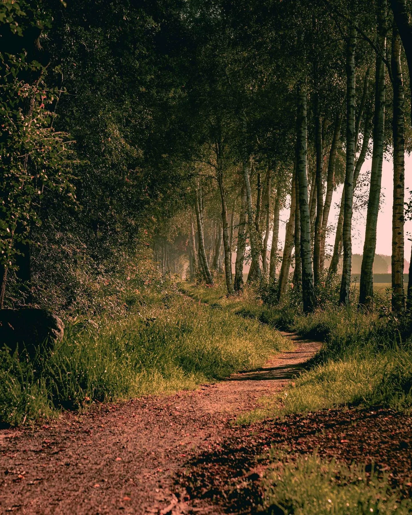 Swinging through the woods 🚴&zwj;♀️

#mustgetoutdoors #naturephotography #woods #outdoorslife #magicforest #mooidrenthe #exploremore #ourplanetdaily #igtravel #fantastic_earth #enjoylife