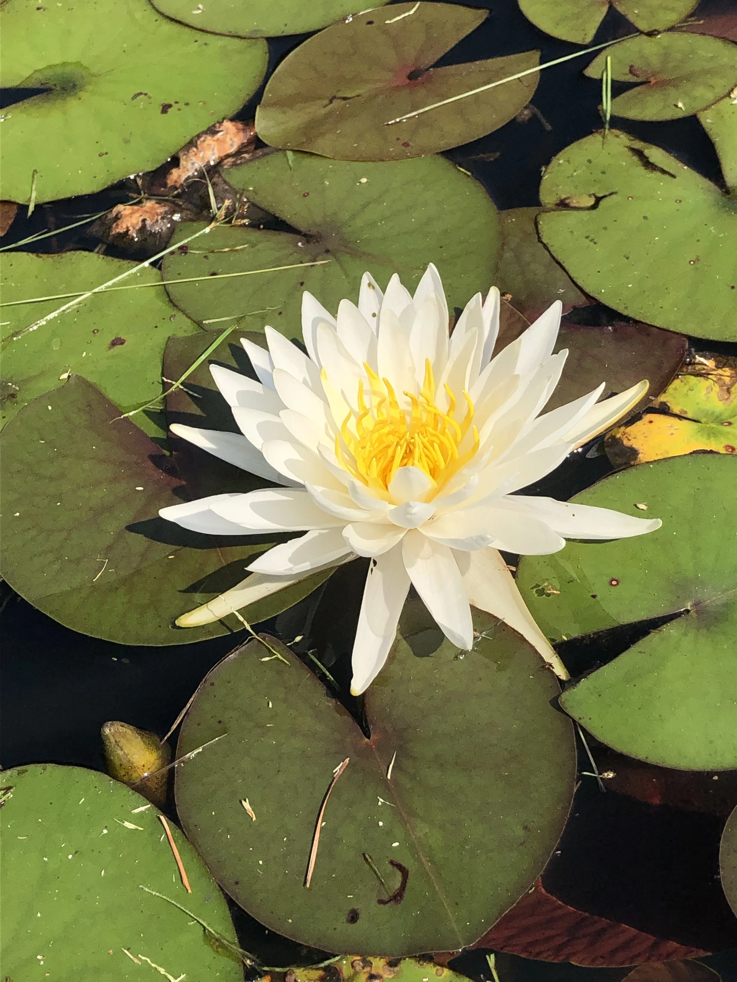 Lily Pads Closeup.JPG