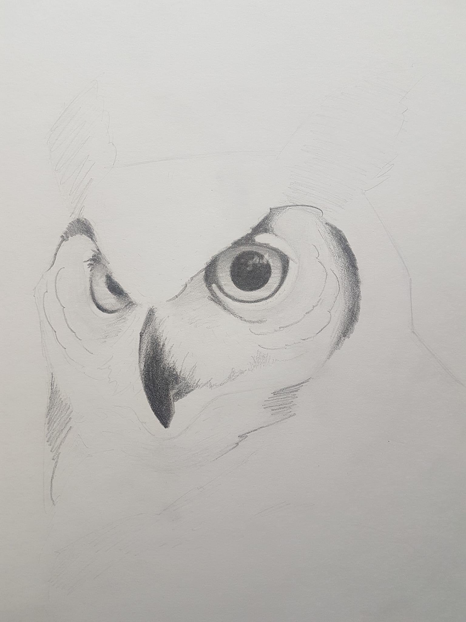 Owl sketch