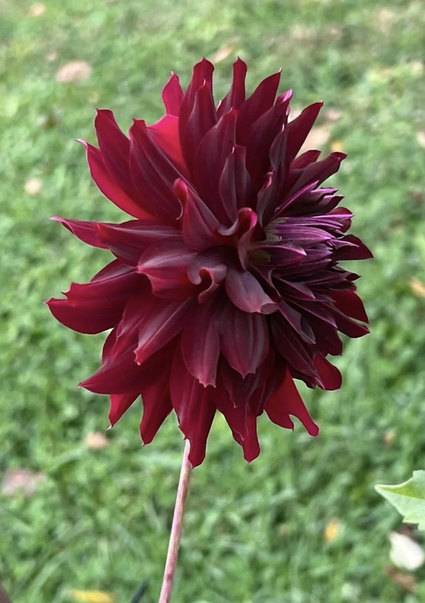 IMG_5514.jpeg