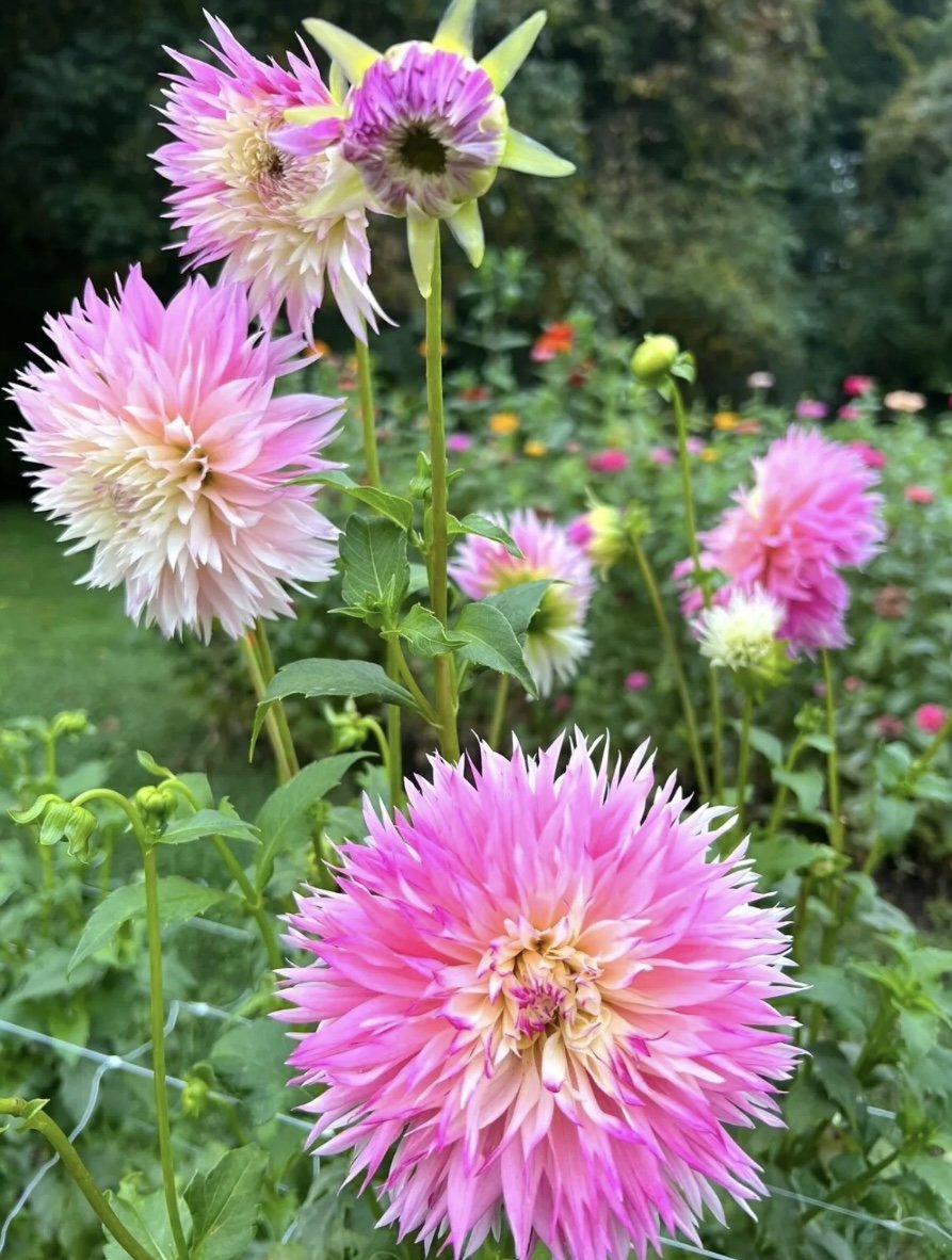 IMG_5525.jpeg
