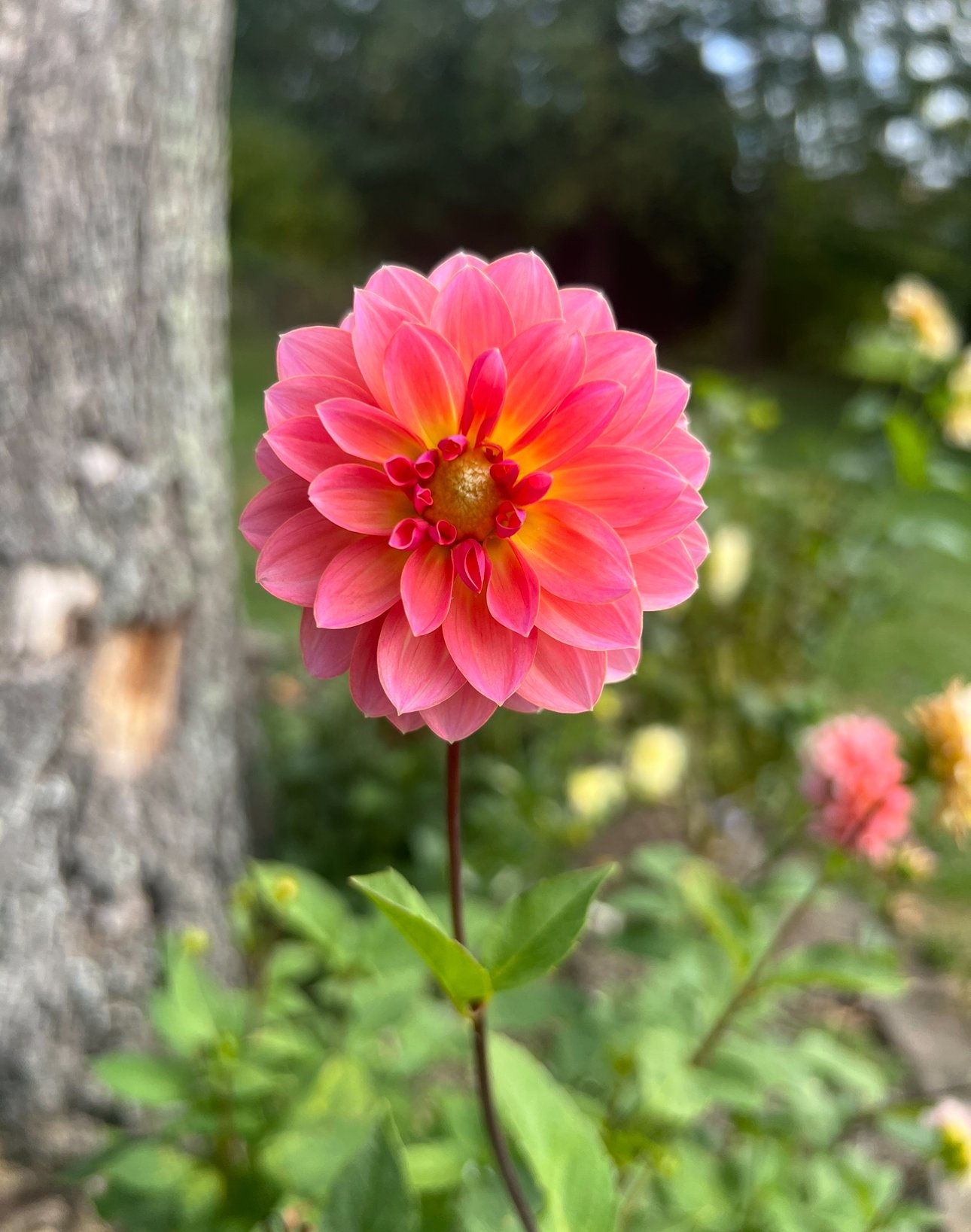 IMG_5690.jpeg