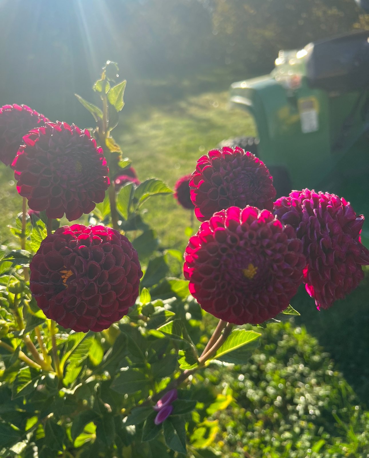 IMG_5787.jpeg