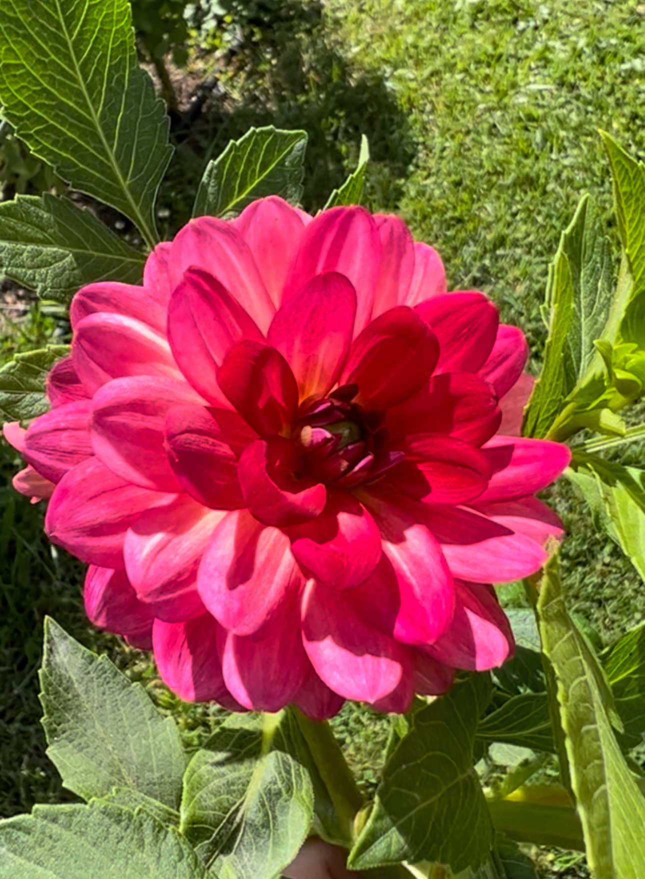 IMG_5818.jpeg
