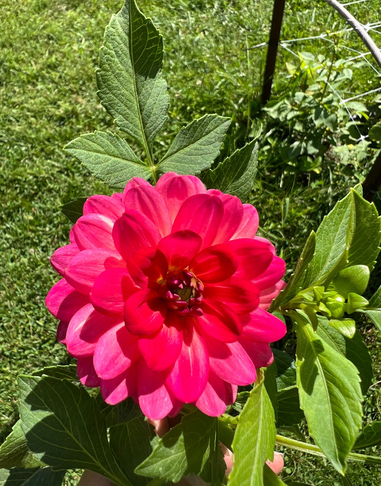 IMG_5817.jpeg