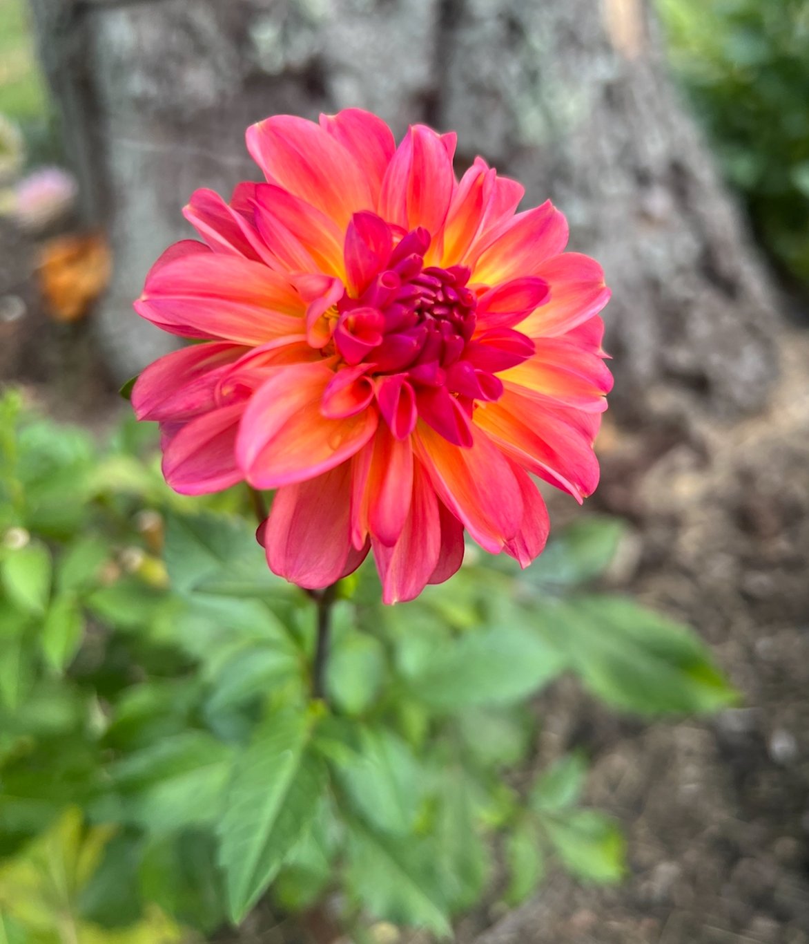 IMG_5853.jpeg