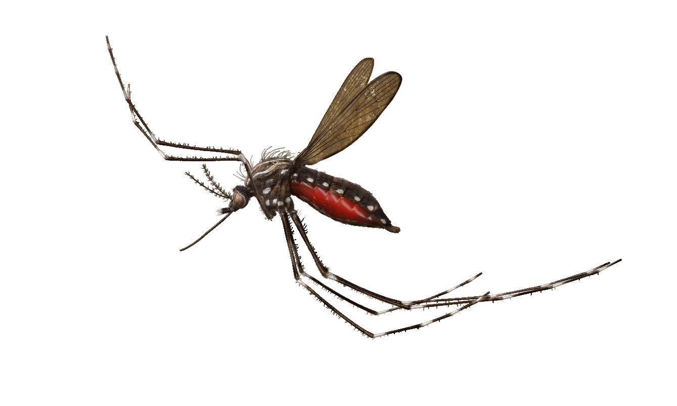 FLYING-MOSQUITO-animation-SAMPLE.gif