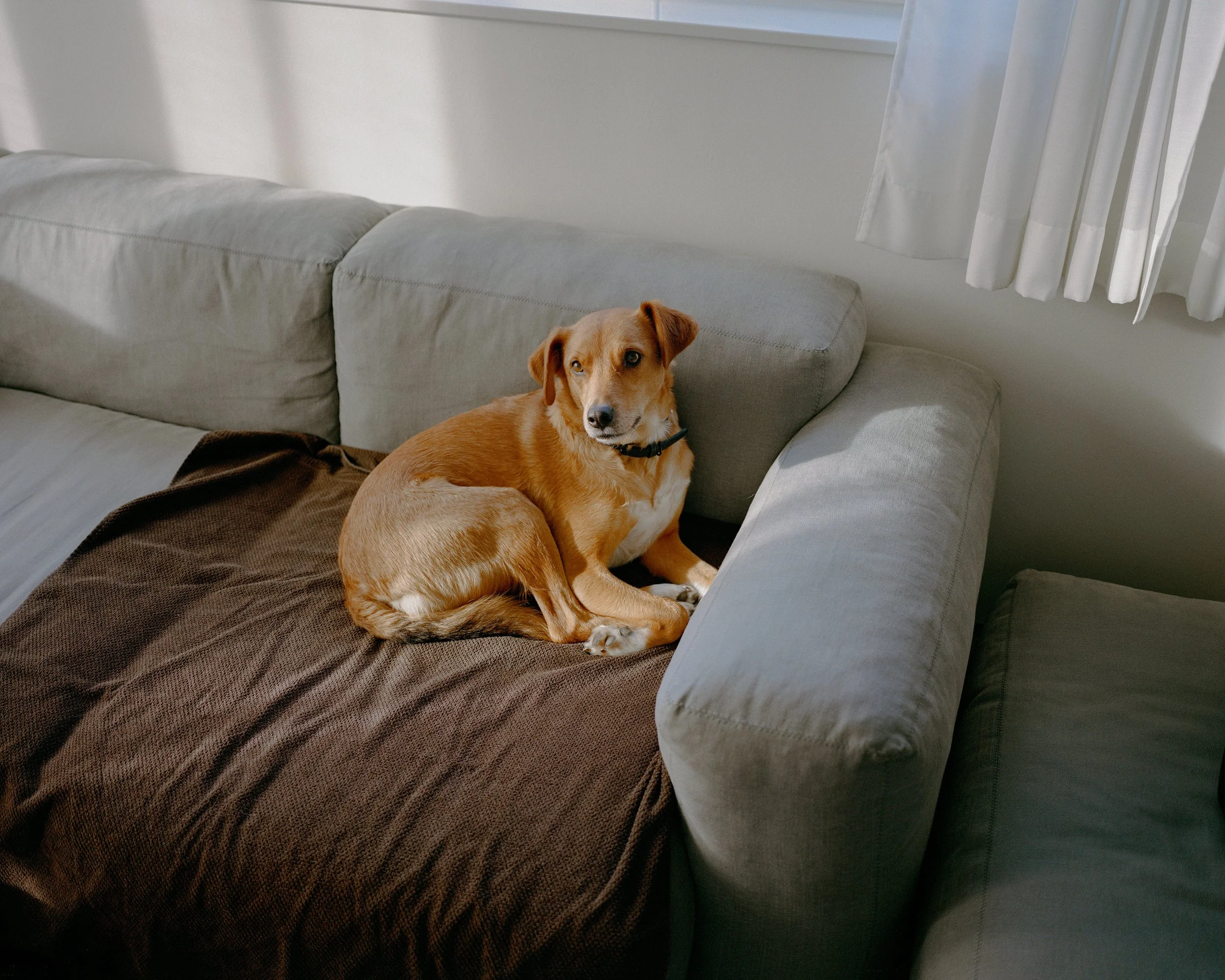 Ein brauner Hund liegt auf einem grauen Sofa, das mit einer braunen Decke bedeckt ist.