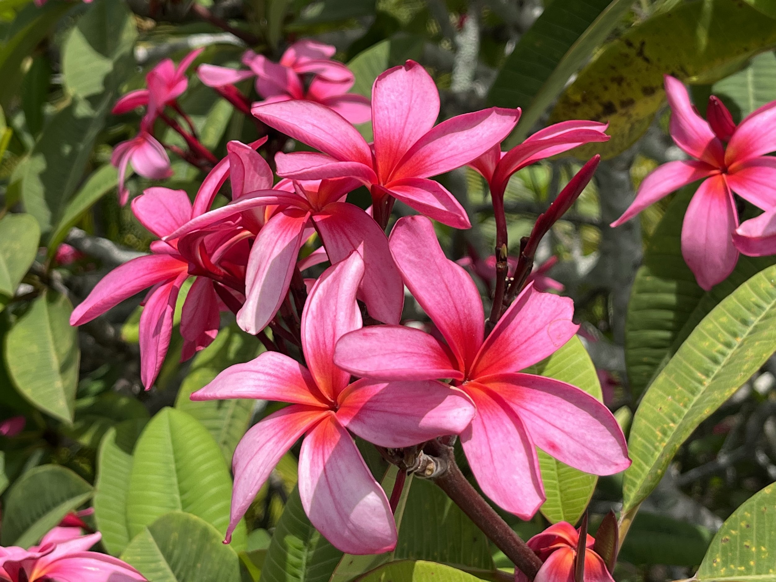 Fleurs du Frangipanier de la maison