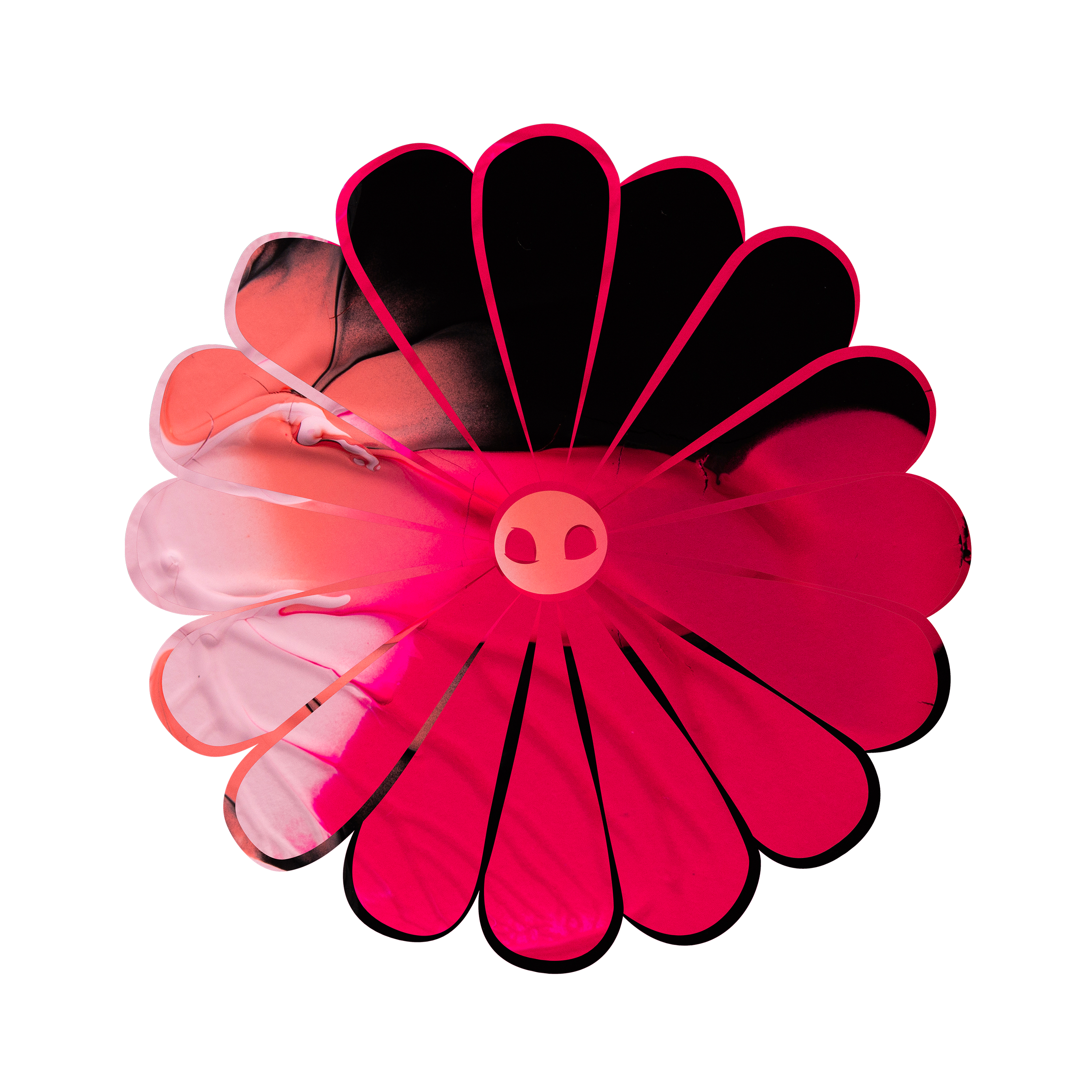 The red Chrysanthemum