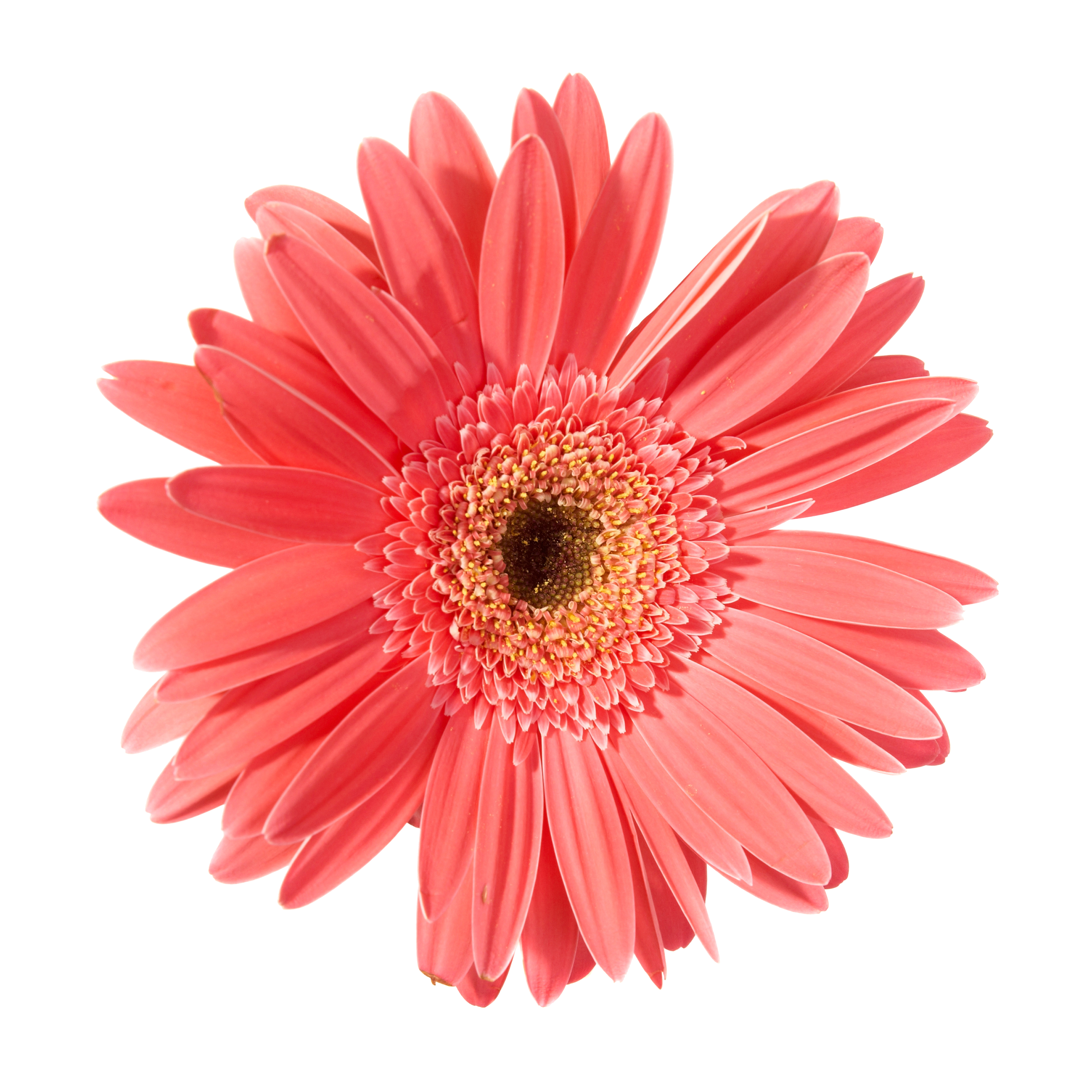 red-flower-gerbera-isolated-white-background copy.png