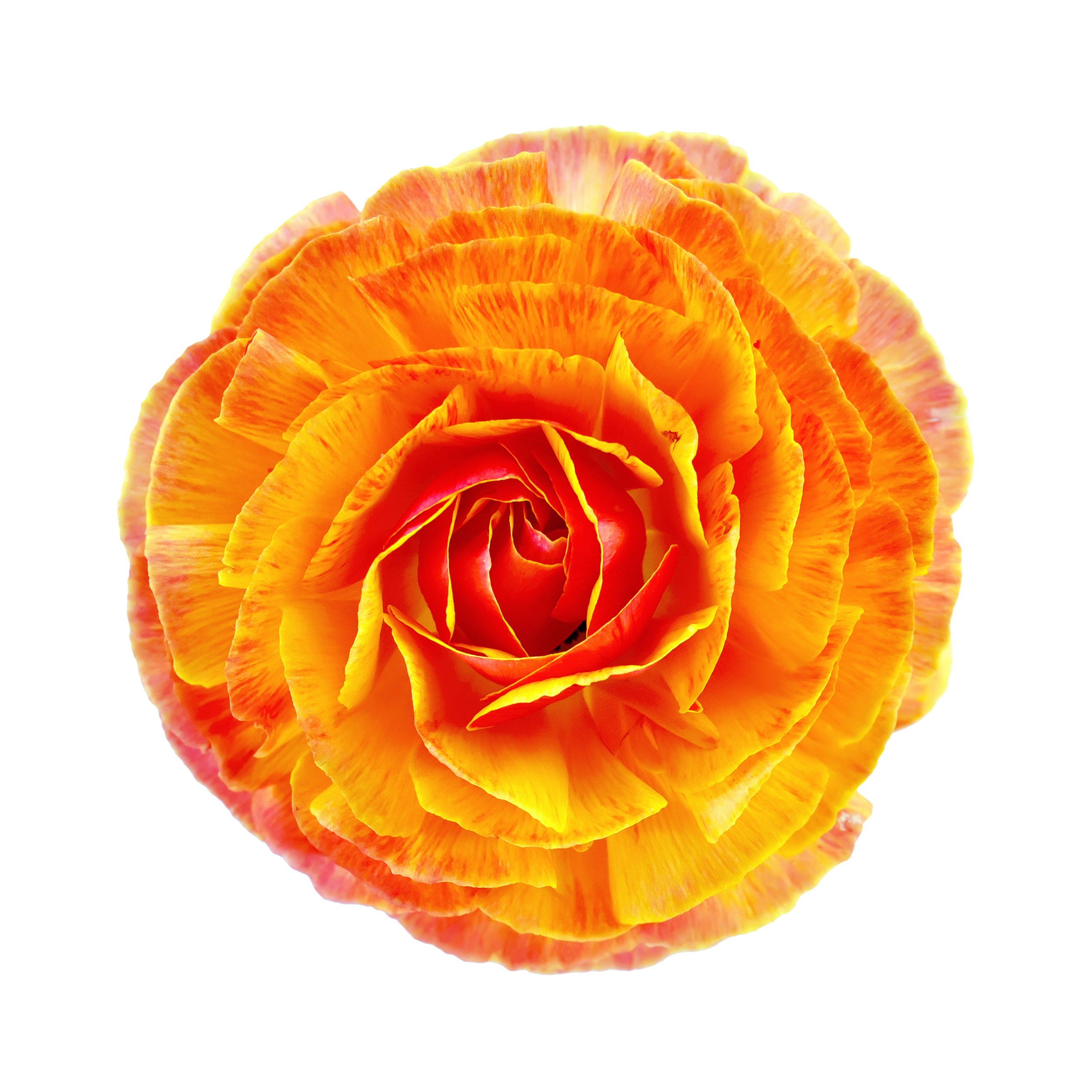 RANUNCULUS ORANGE copy.png
