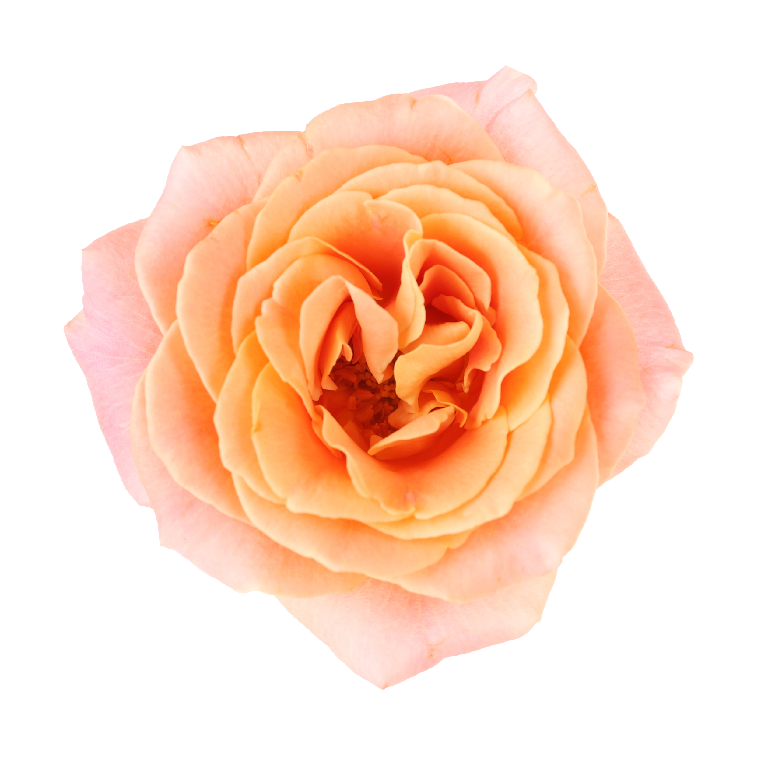 ROSE ORANGE copy.png