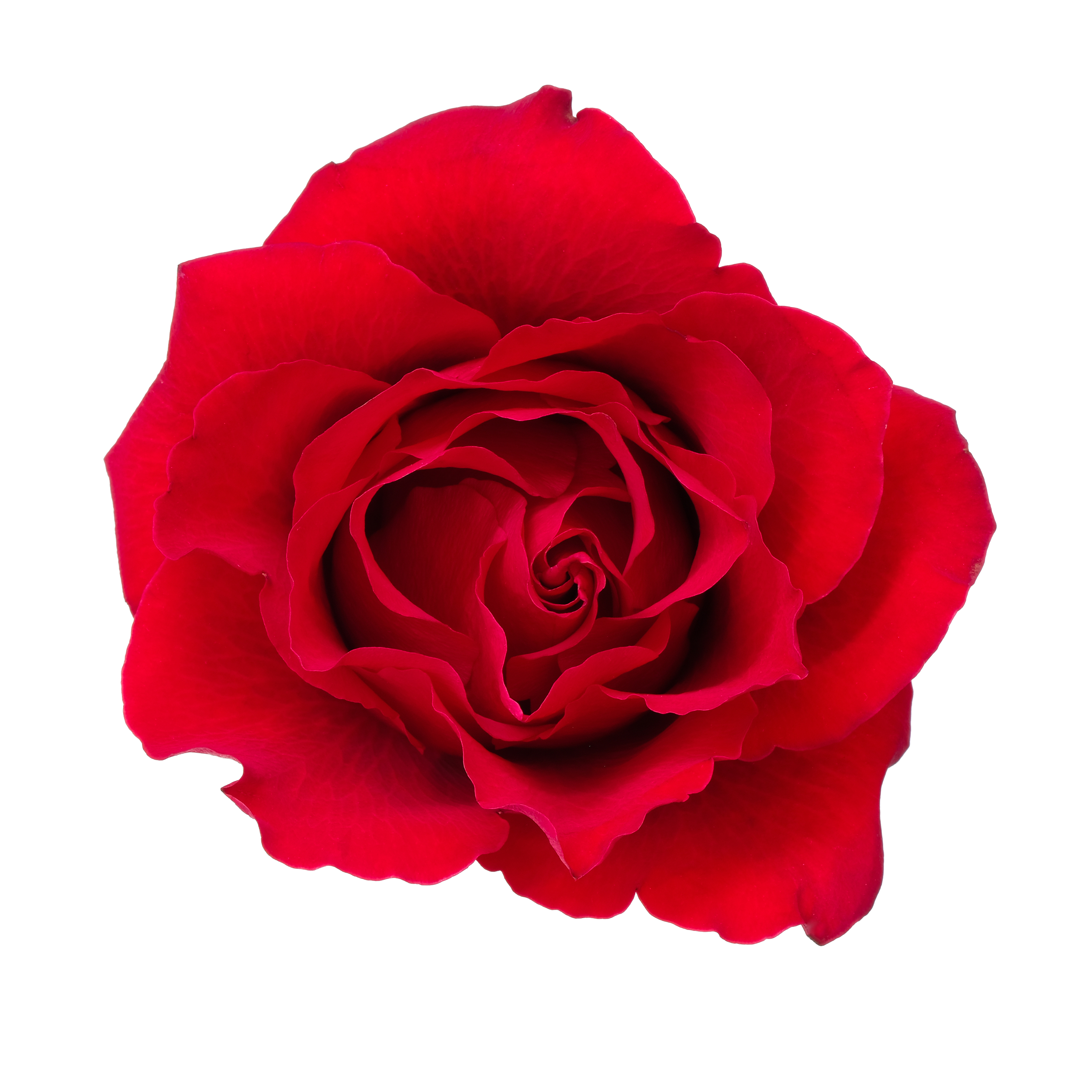 ROSE RED copy.png