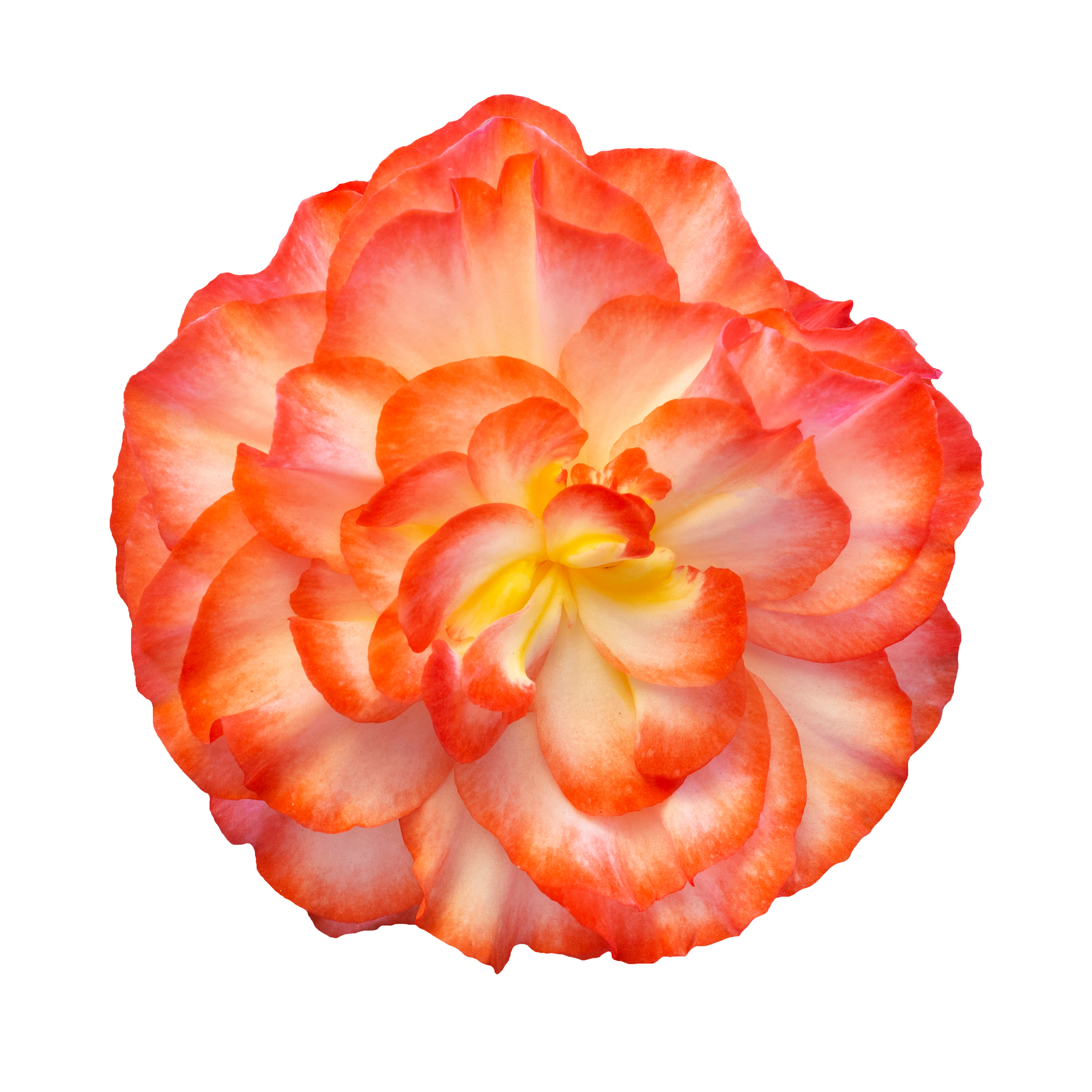 BEGONIA ORANGE copy.png