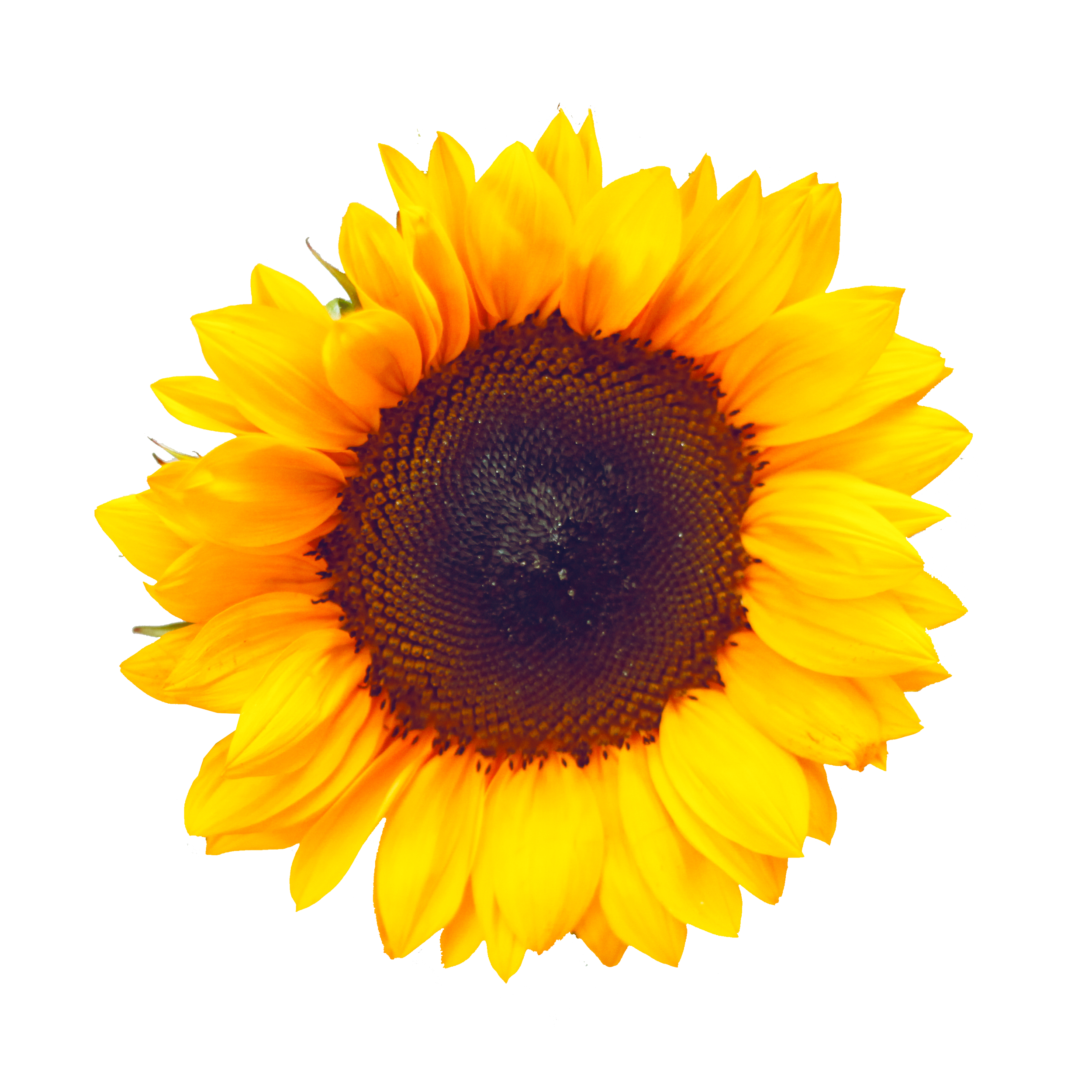 SUNFLOWER copy.png
