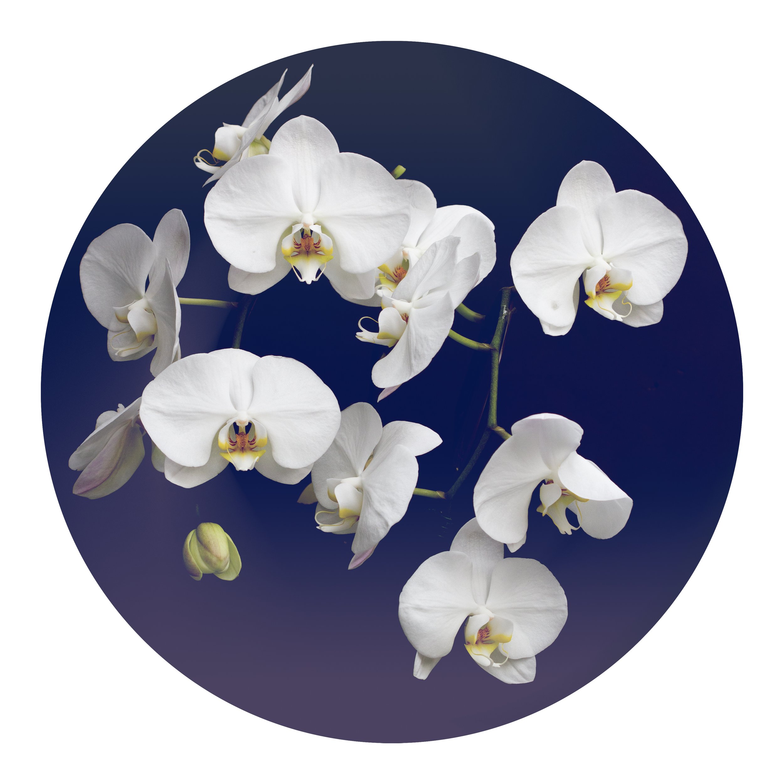 Aura x Hanami
