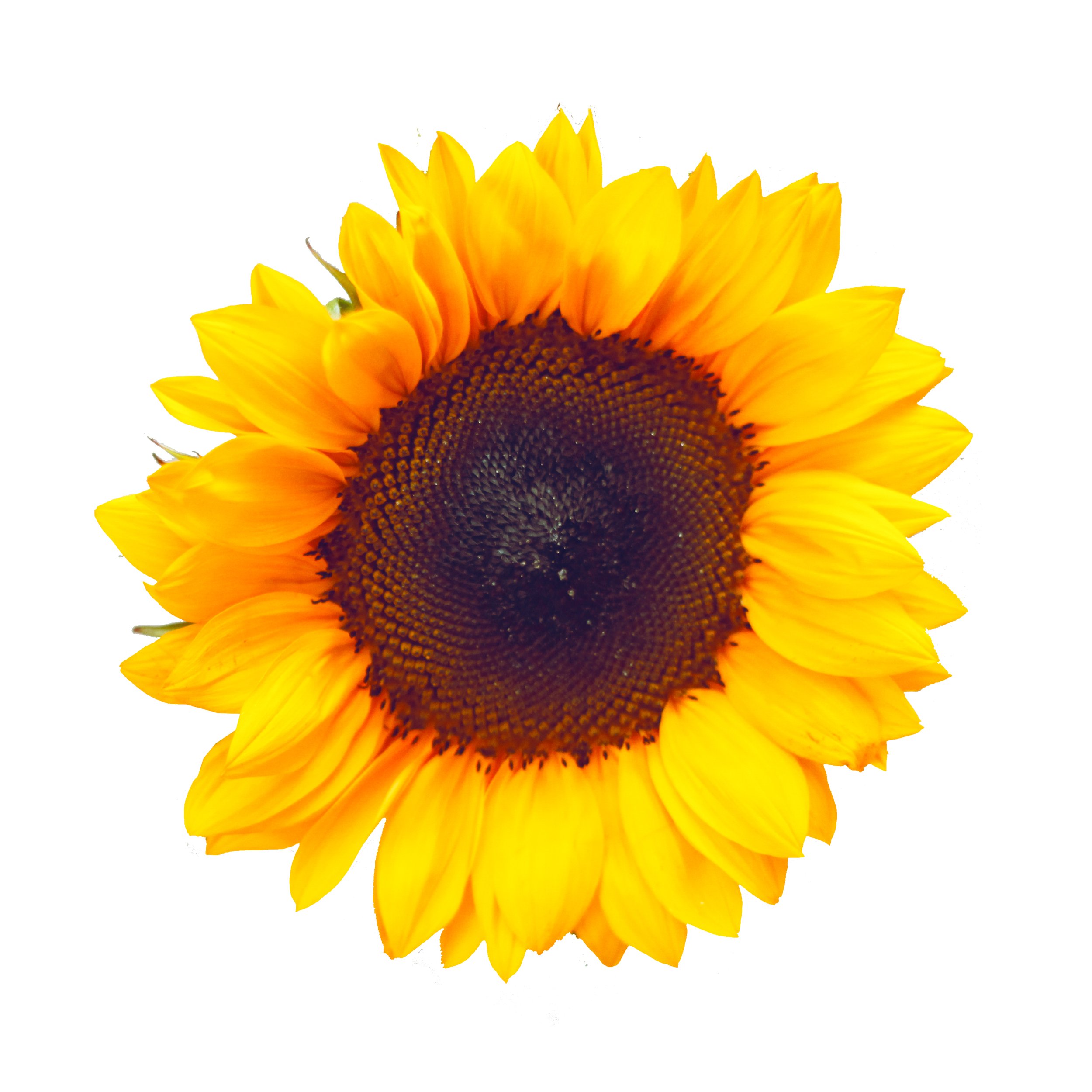 SUNFLOWER.jpg