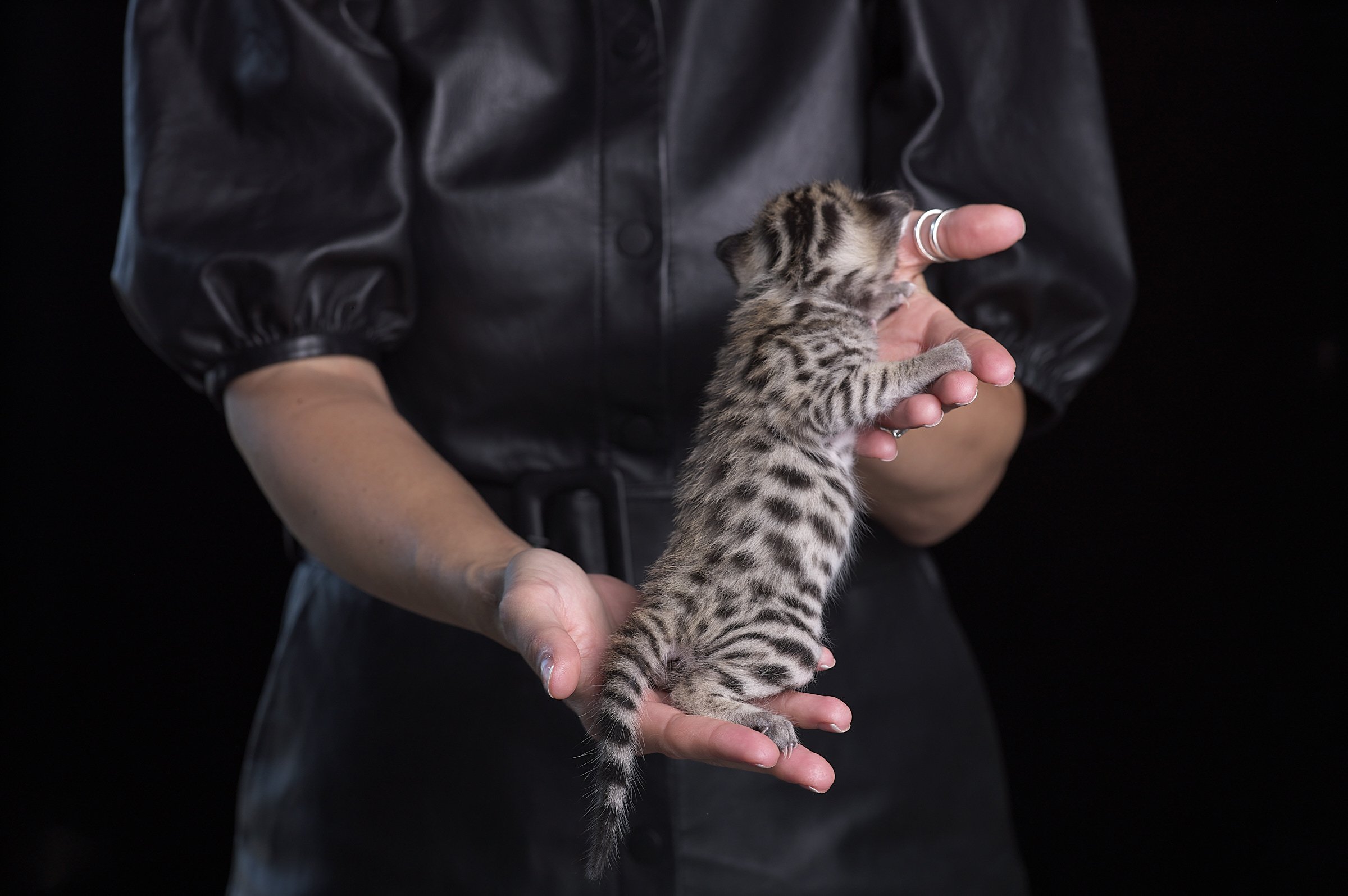 2025.05.13.KittenProgression00366.jpg
