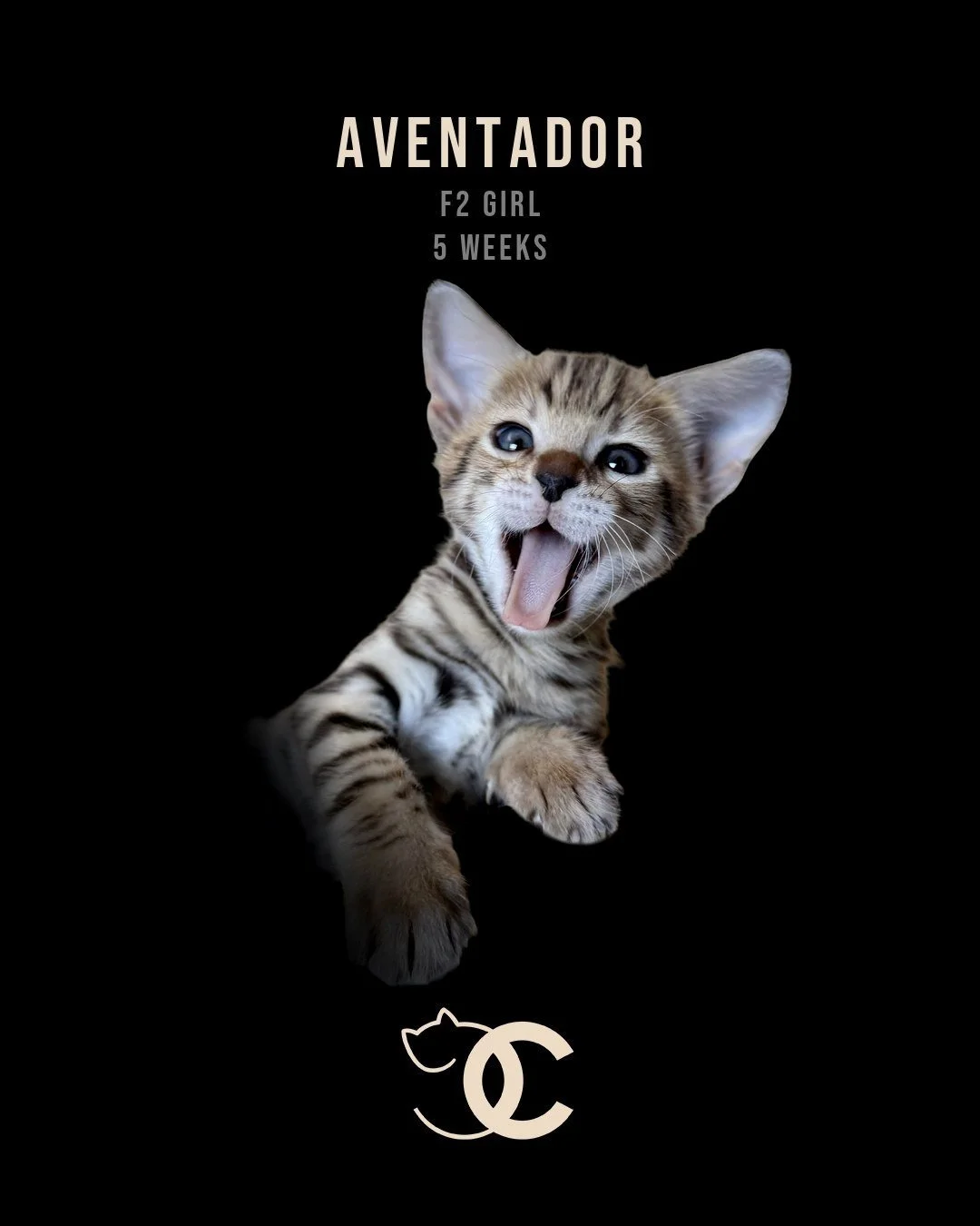 Aventador 5 weeks FIXED.jpg