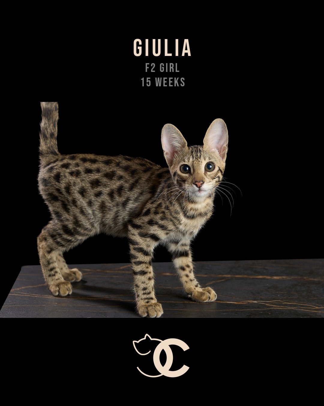 06-giulia-15wk-card.jpg