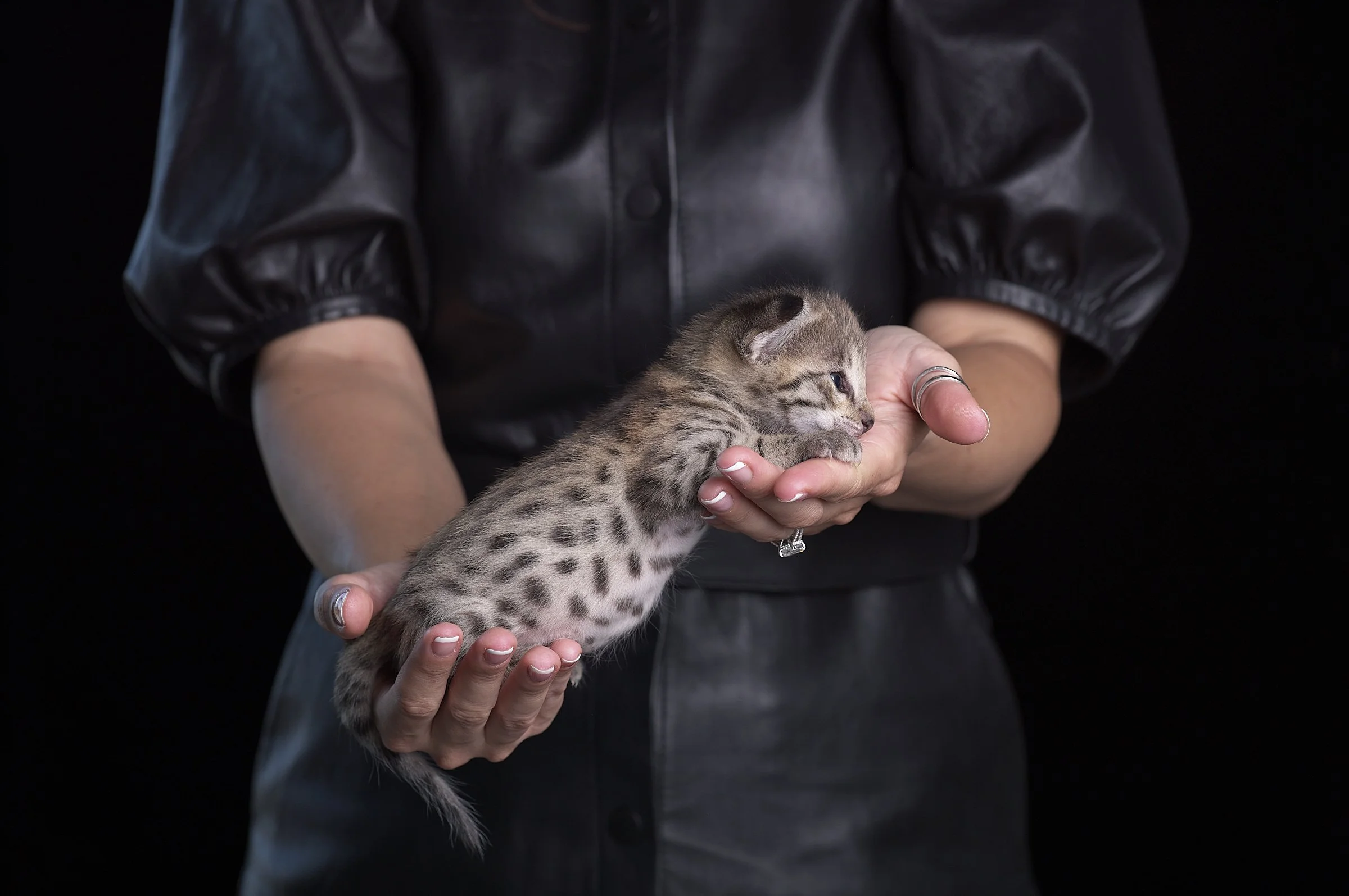 2025.05.13.KittenProgression00311.jpg