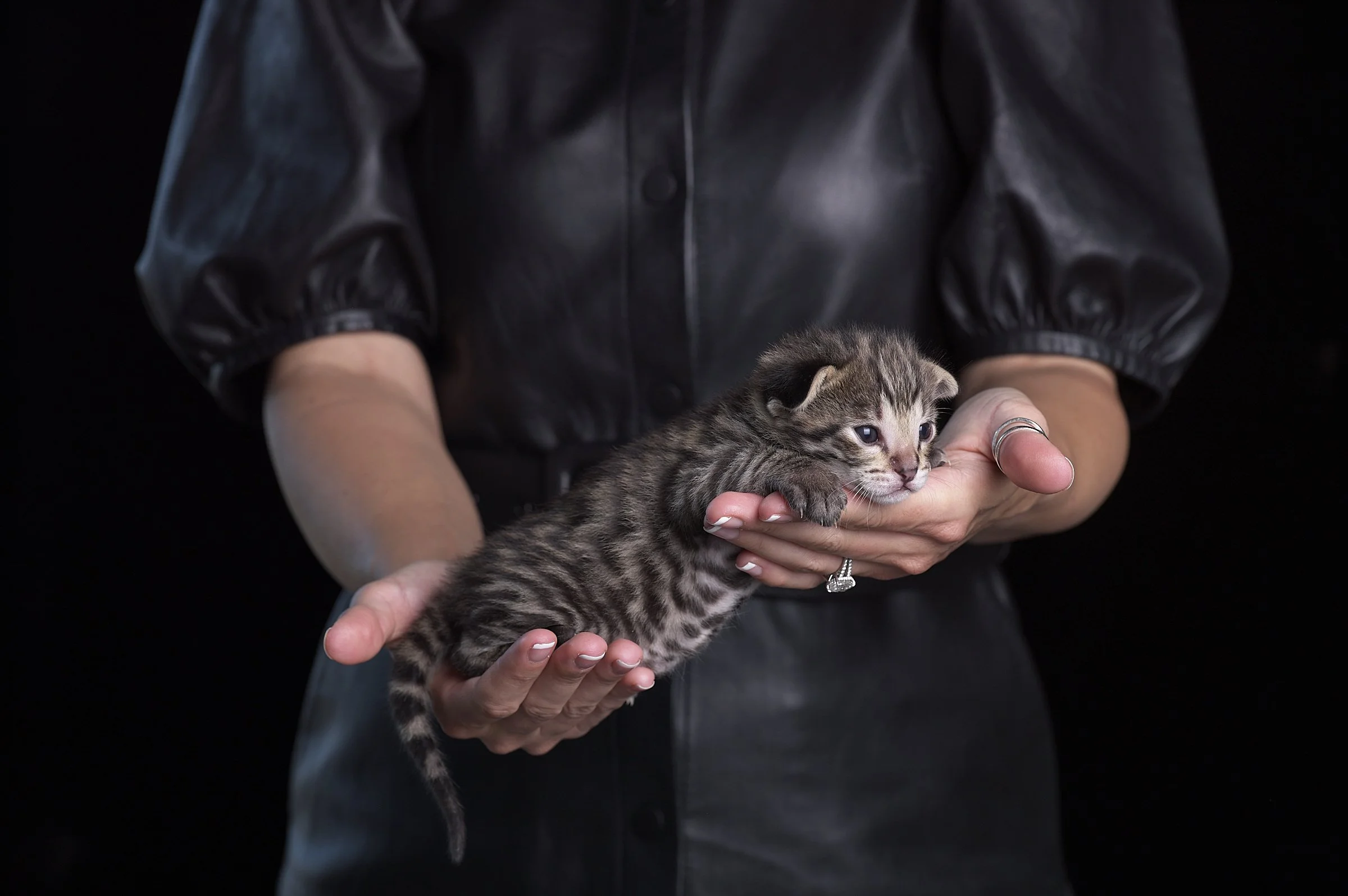 2025.05.13.KittenProgression00372.jpg