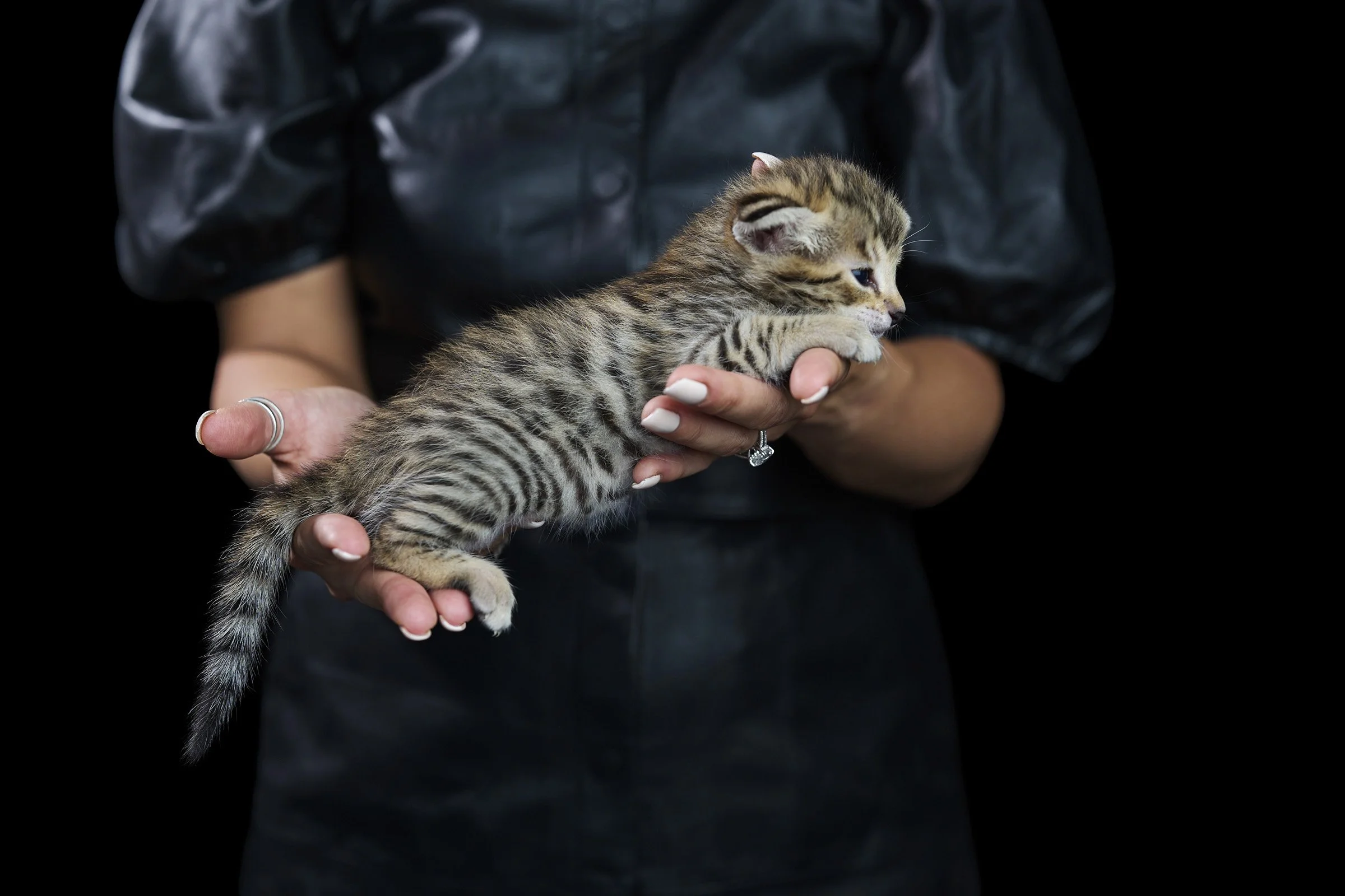 2026.07.13.Kitten.Panamera.Photos4904 copy.jpg