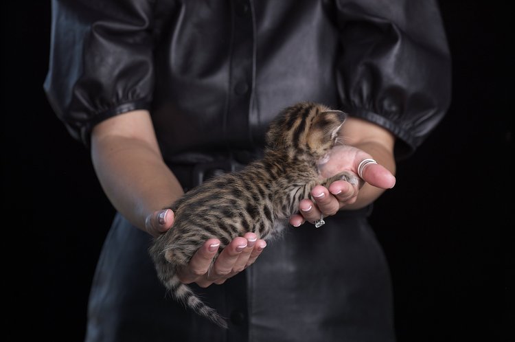 Chiron as a kitten