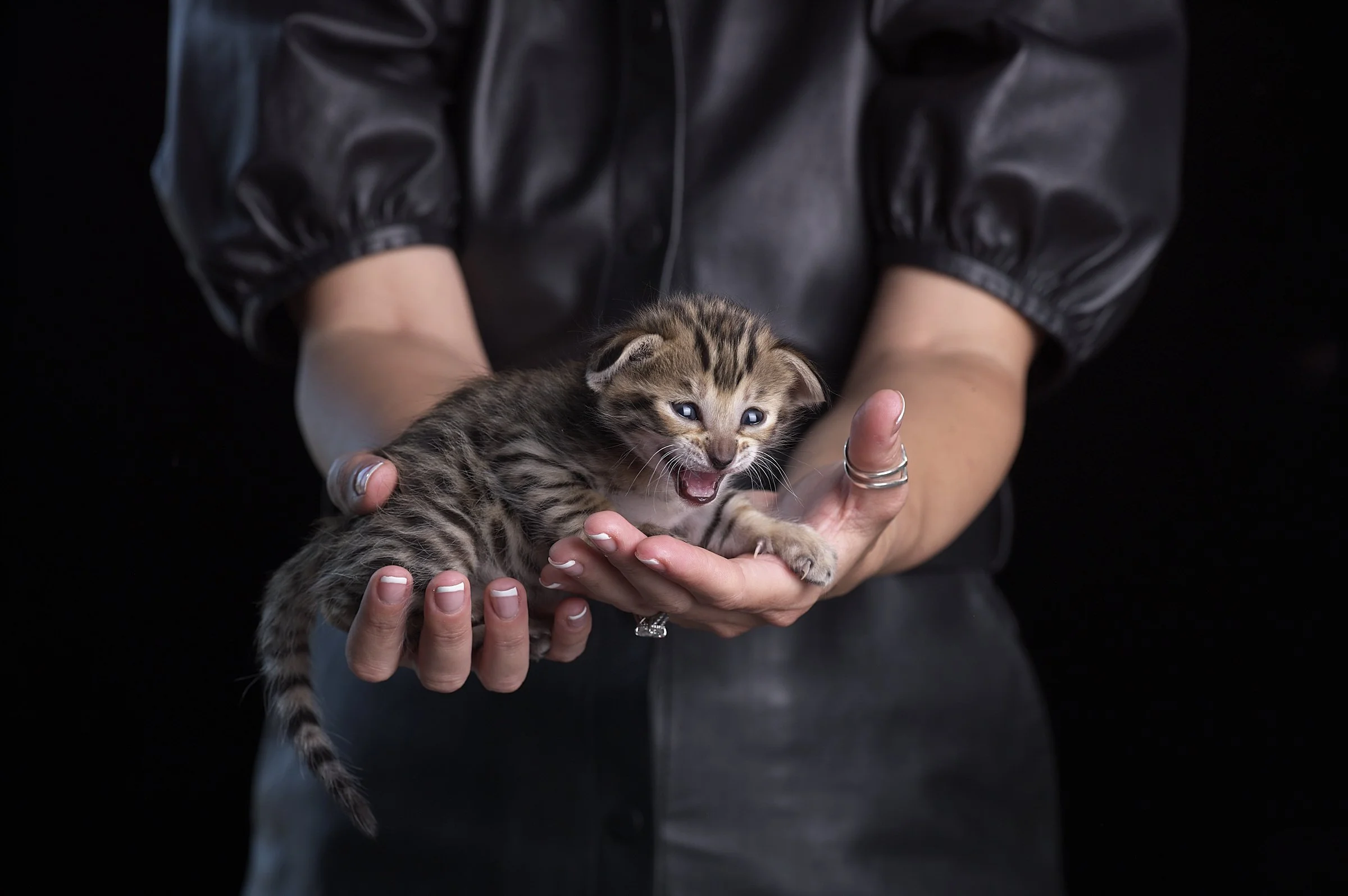 A SavCats kitten