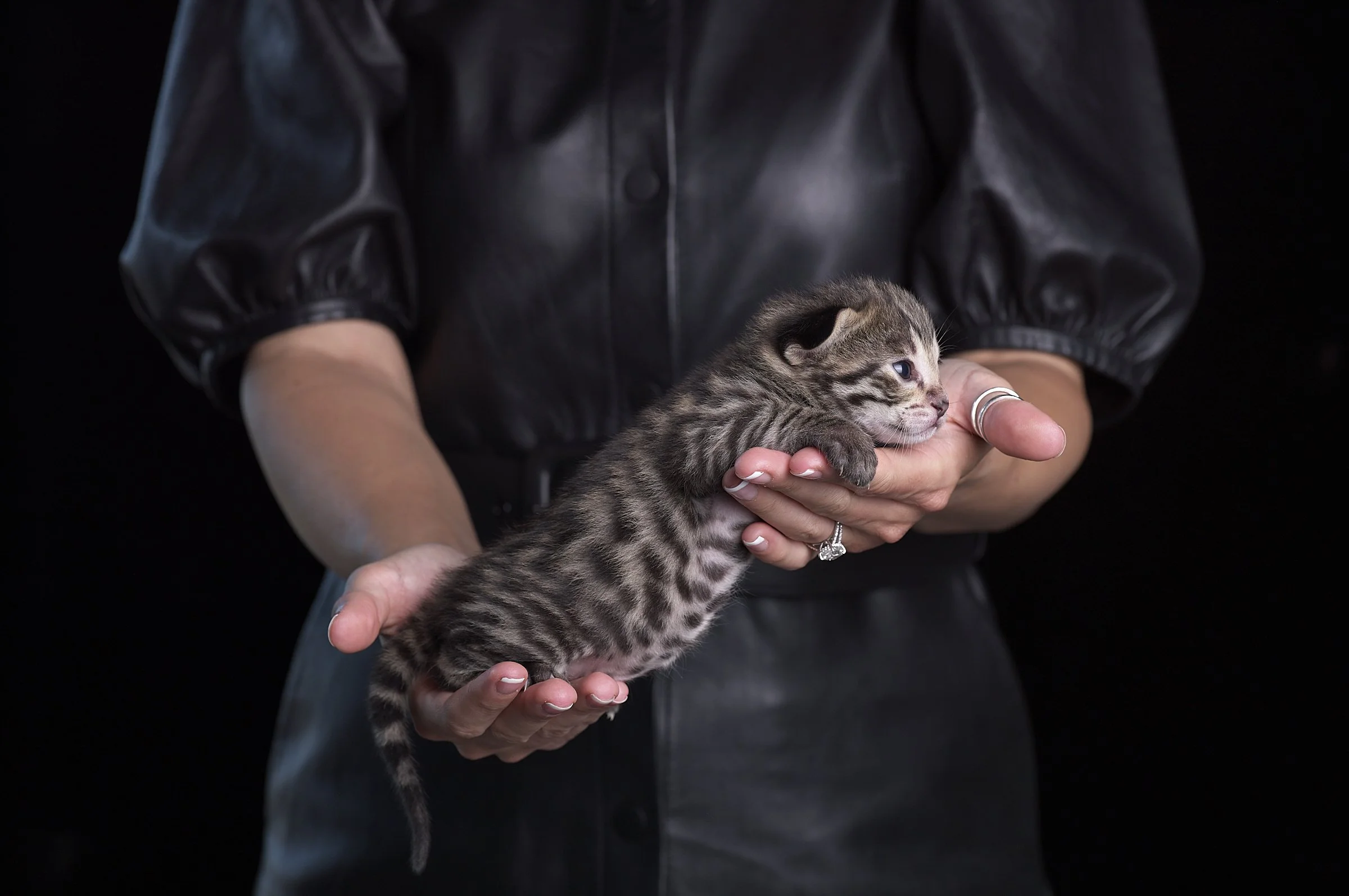 2025.05.13.KittenProgression00371.jpg