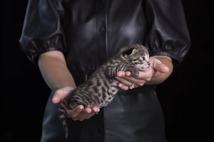 Scuderia as a kitten