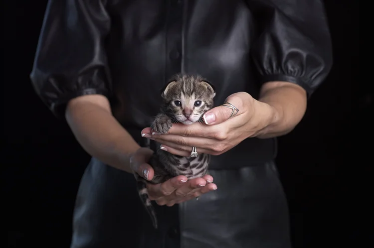 Scuderia as a kitten