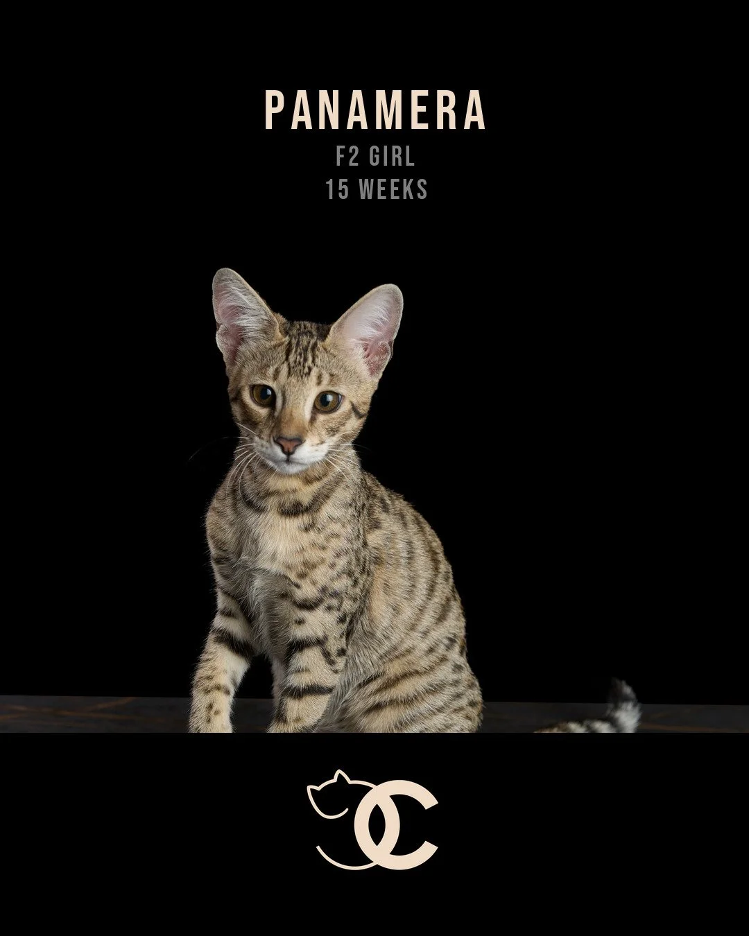 06-panamera-15wk-card.jpg