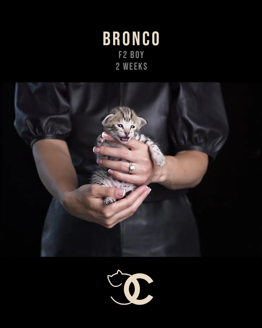 Bronco