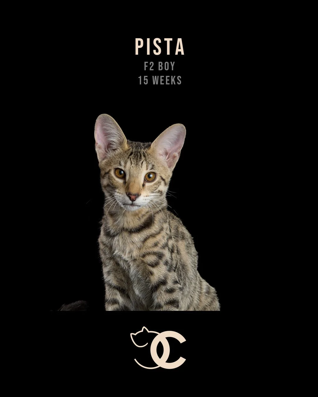 06-pista-15wk-card.jpg