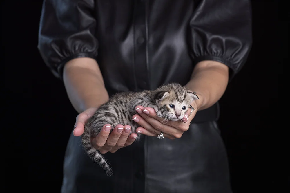 Bronco as a kitten