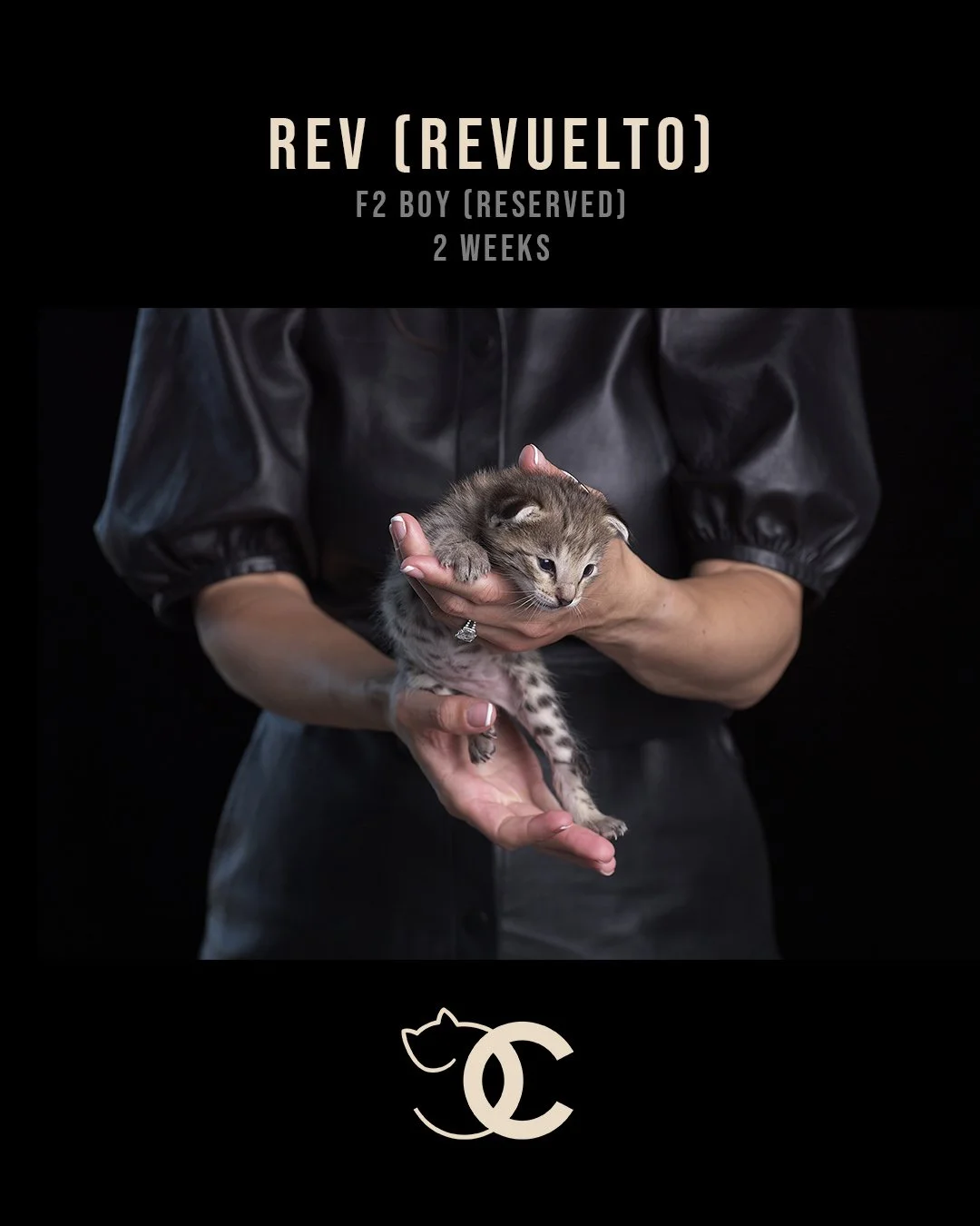 Revuelto (Rev)