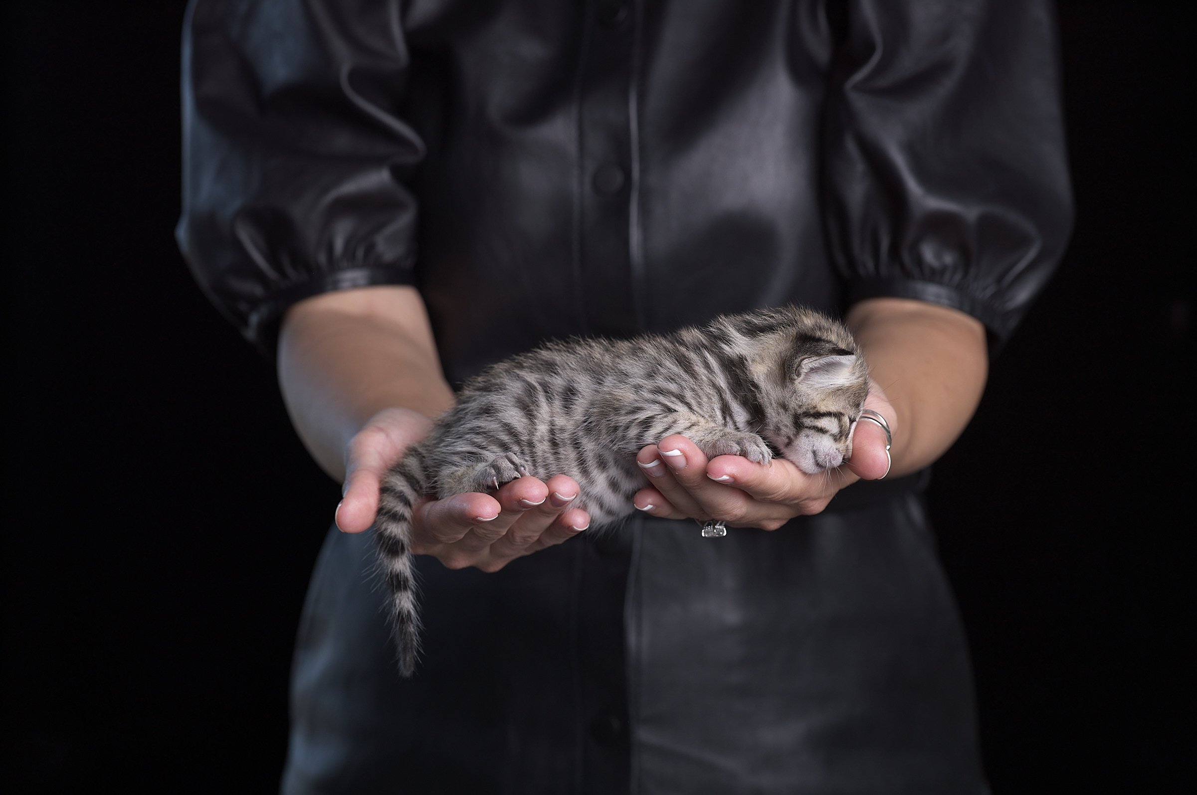 2025.05.13.KittenProgression00352.jpg
