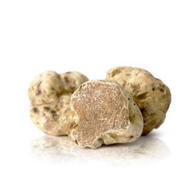 TRUFFLES &amp; MUSHROOMS / TRUFFES ET CHAMPIGNONS