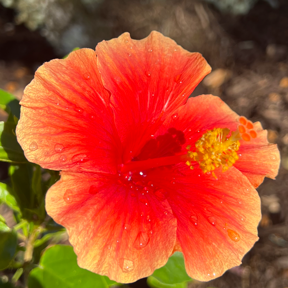Close-up of a bright orange hibiscus flower with water droplets on its petals, green leaves around, and soil in the background.