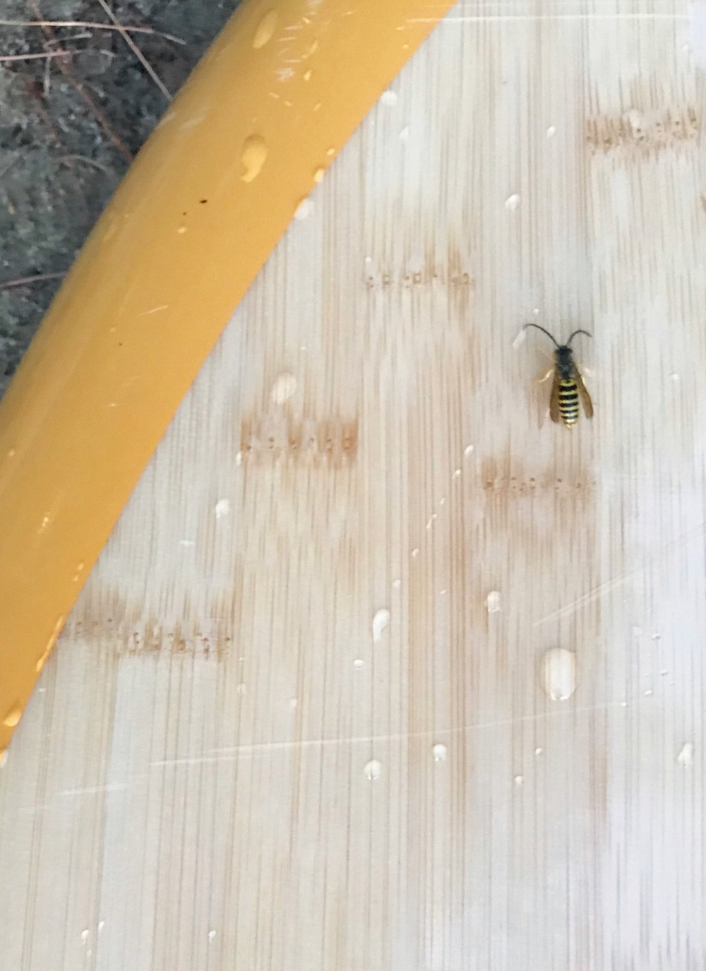 The Life-Shifting Lesson I Learned from a Bee