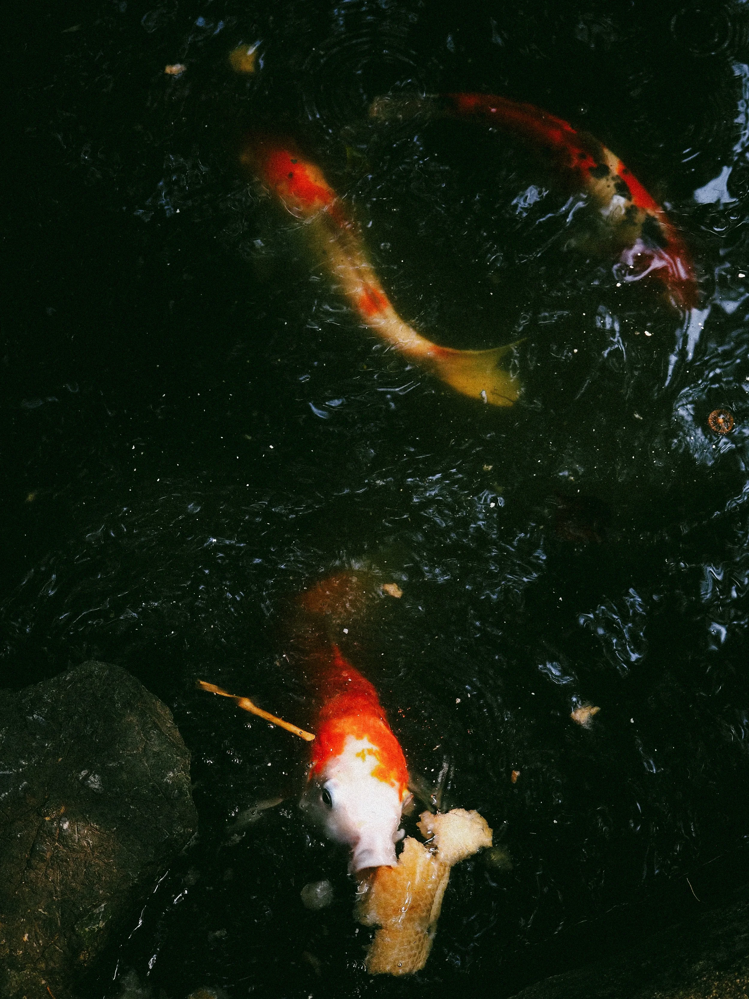 _A080252.jpeg
