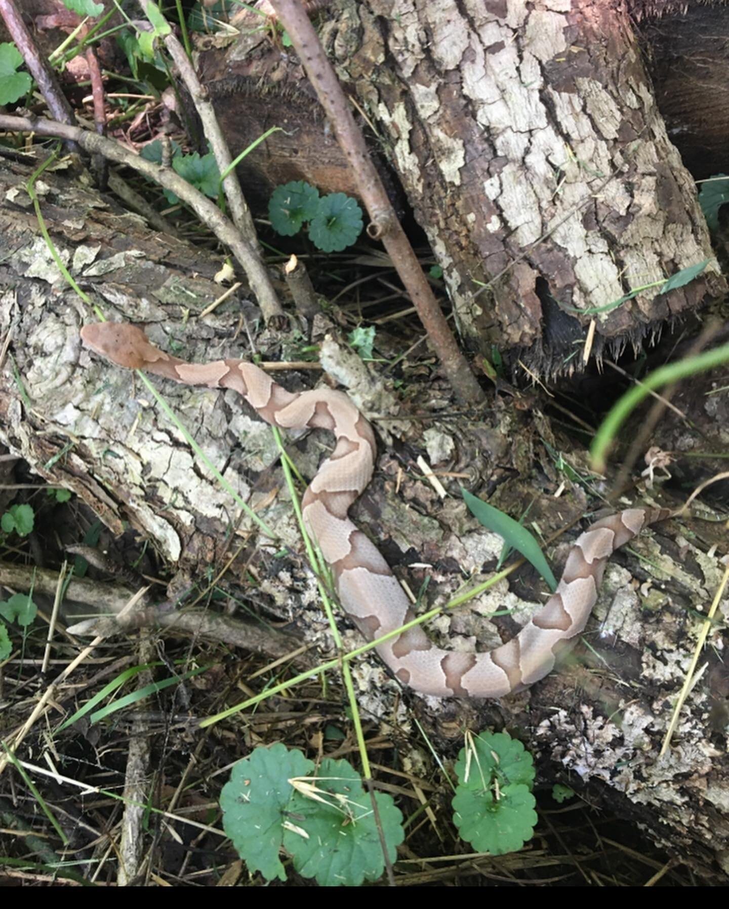 Wild Magnolia Land Trust snake sightings🐍

First picture is a Copperhead, then a Timber Rattlesnake. The Timber Rattlesnake is also known as the Velvet-Tailed Rattlesnake, Banded Rattlesnake, and Canebrake Rattlesnake. 

Snakes play an important rol