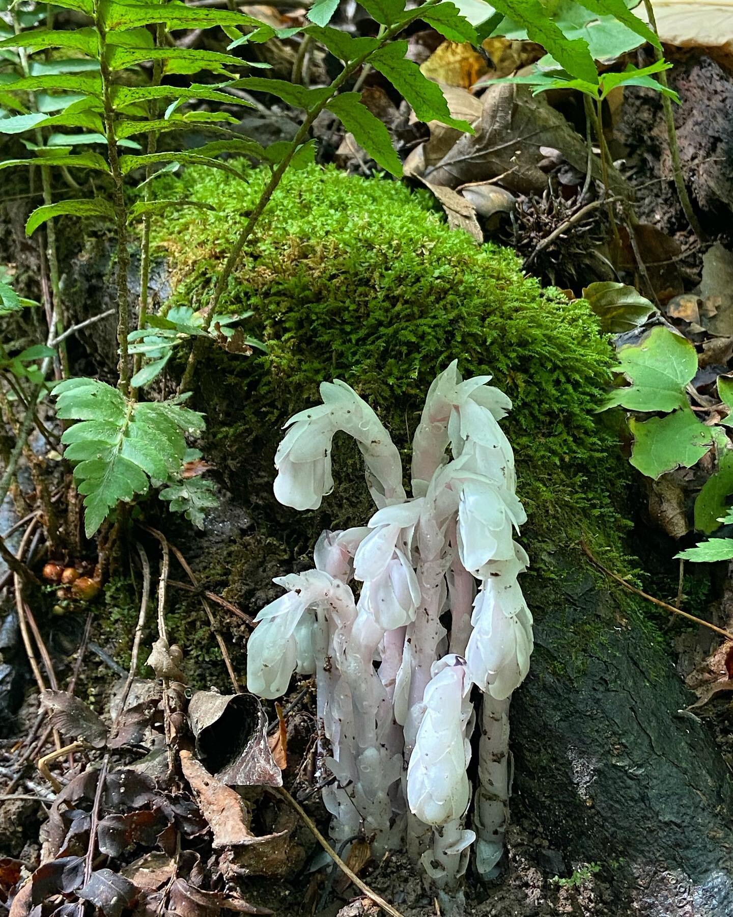 Spotted a Ghost Pipe, a powerful medicinal plant, on the land trust today 🌈
