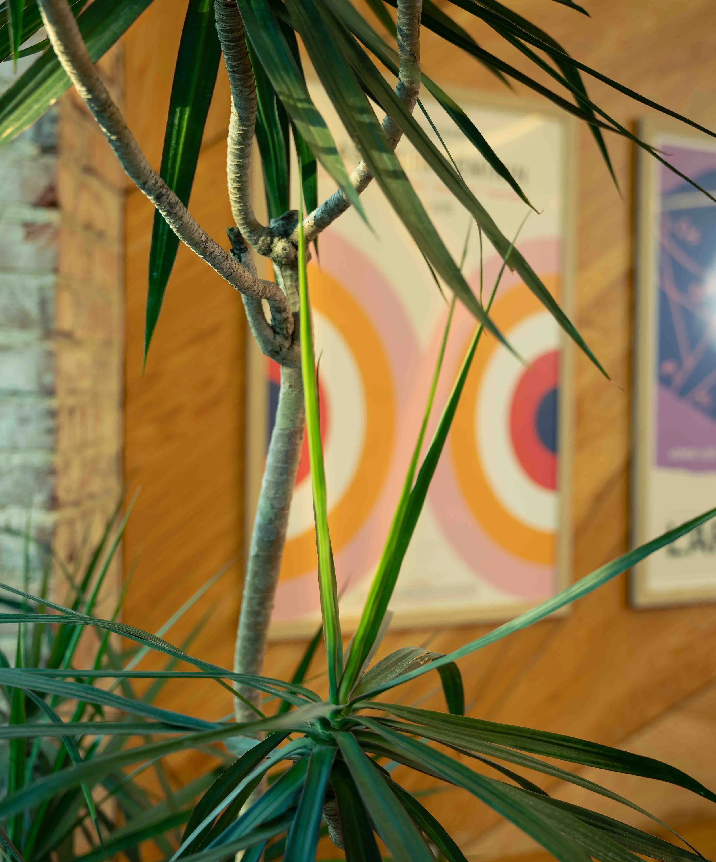 Our Capitol Hill hair salon opened on May 18, 2026 and is a little oasis in the heart of the hustle and bustle of the city. This image shows the warm tones of the hair salon and the funky art that harkens back to the 60s.