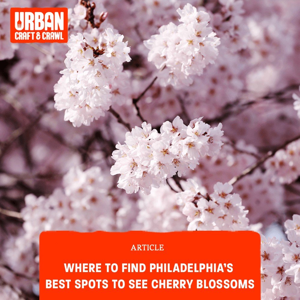 From parks to gardens, Philadelphia is bursting with cherry blossom beauty this spring! 🌸 Look to our latest blog post at the #linkinbio for all the must-see spots.

#SpringBlossoms #CherryBlossom #cherryblossomfestival