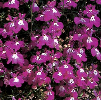 Lobelia, Regatta Rose