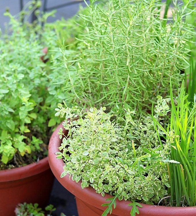 15" Herb Mixed Planter