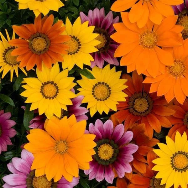 Gazania, New Day Bright Mix